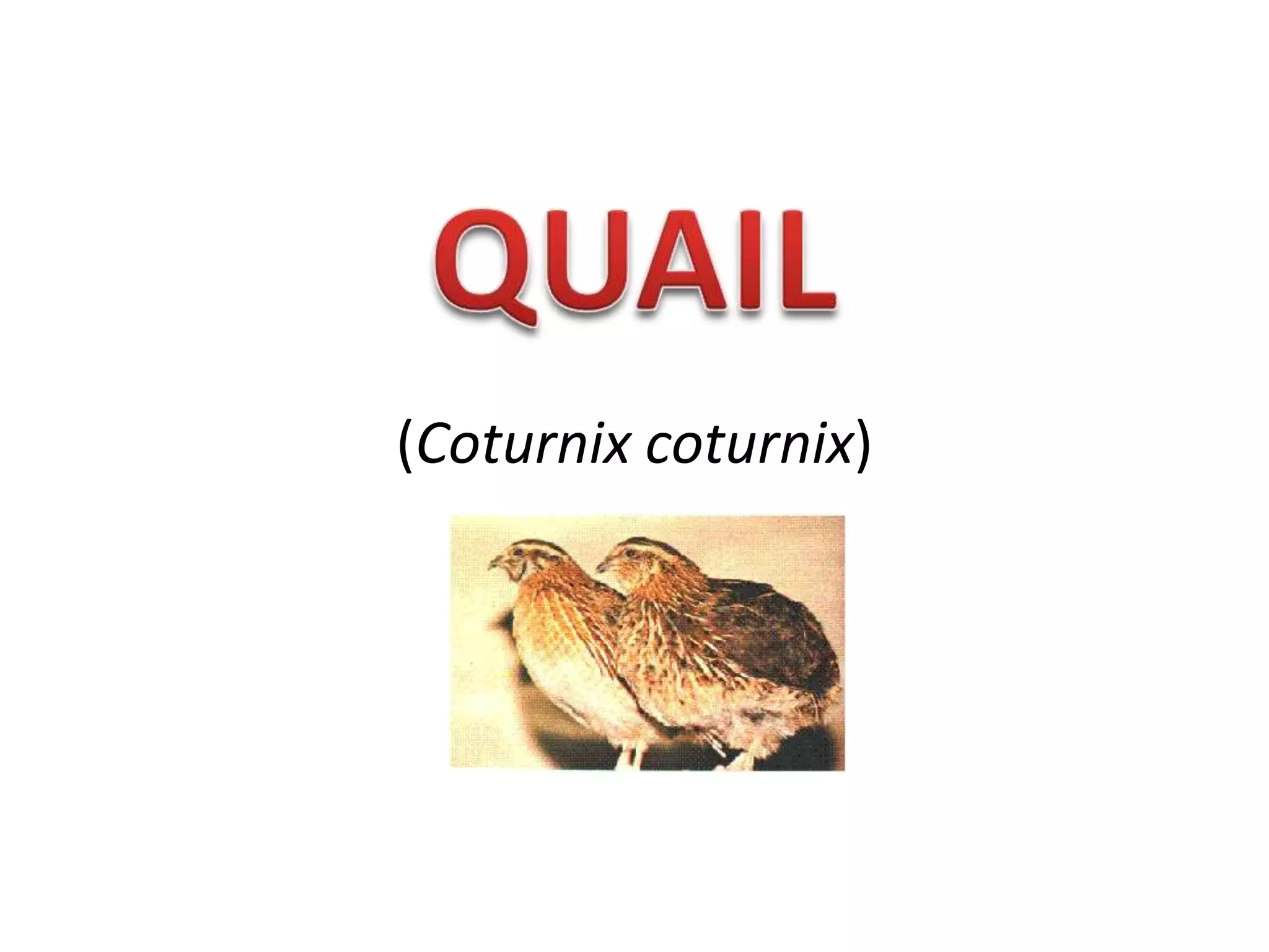 (Coturnix coturnix)
