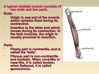 Muscle Cords General doctrine about the muscles. | PPT