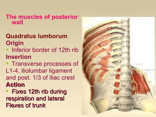 General doctrine about the muscles. | PPT