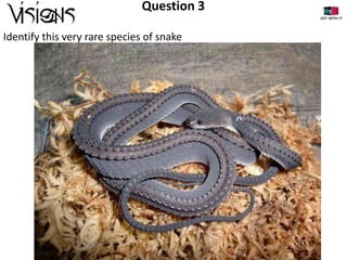 Question 3
Identify this very rare species of snake

 