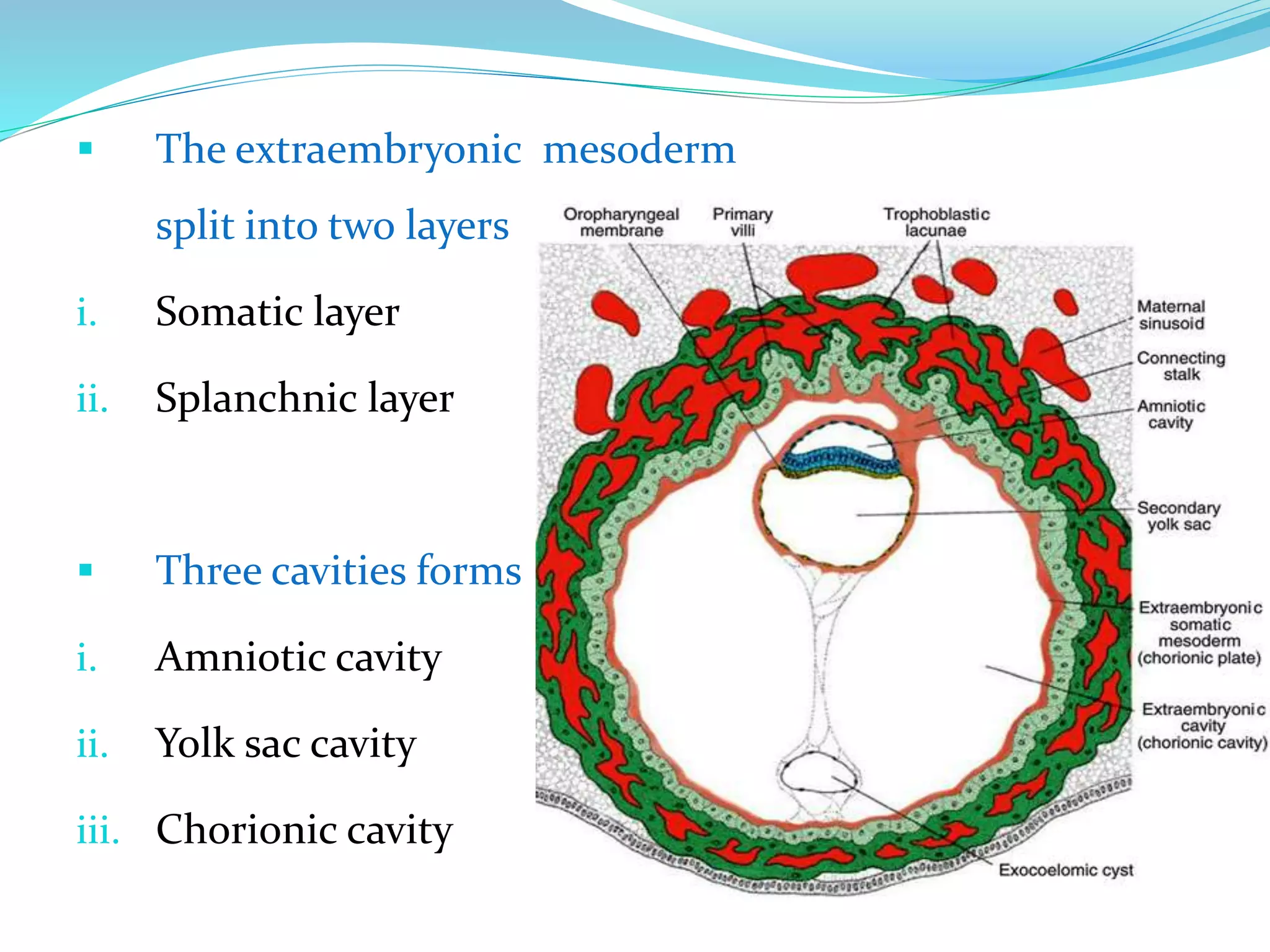 Chorionic Layer General embryo | PPTX