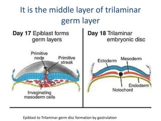 It is the middle layer of trilaminar
germ layer
Epiblast to Trilaminar germ disc formation by gastrulation
 