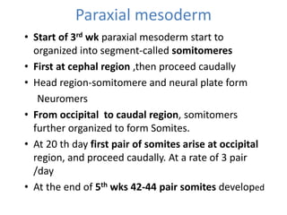 Paraxial mesoderm
• Start of 3rd wk paraxial mesoderm start to
organized into segment-called somitomeres
• First at cephal region ,then proceed caudally
• Head region-somitomere and neural plate form
Neuromers
• From occipital to caudal region, somitomers
further organized to form Somites.
• At 20 th day first pair of somites arise at occipital
region, and proceed caudally. At a rate of 3 pair
/day
• At the end of 5th wks 42-44 pair somites developed
 