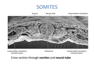 SOMITES
Cross section through somites and neural tube
 