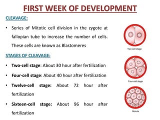 FIRST WEEK OF DEVELOPMENT
CLEAVAGE:
• Series of Mitotic cell division in the zygote at
fallopian tube to increase the number of cells.
These cells are known as Blastomeres
STAGES OF CLEAVAGE:
• Two-cell stage: About 30 hour after fertilization
• Four-cell stage: About 40 hour after fertilization
• Twelve-cell stage: About 72 hour after
fertilization
• Sixteen-cell stage: About 96 hour after
fertilization
 
