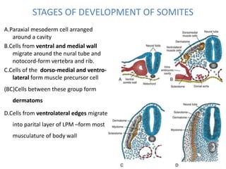 STAGES OF DEVELOPMENT OF SOMITES
A.Paraxial mesoderm cell arranged
around a cavity
B.Cells from ventral and medial wall
migrate around the nural tube and
notocord-form vertebra and rib.
C.Cells of the dorso-medial and ventro-
lateral form muscle precursor cell
(BC)Cells between these group form
dermatoms
D.Cells from ventrolateral edges migrate
into parital layer of LPM –form most
musculature of body wall
 