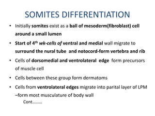 SOMITES DIFFERENTIATION
• Initially somites exist as a ball of mesoderm(fibroblast) cell
around a small lumen
• Start of 4th wk-cells of ventral and medial wall migrate to
surround the nural tube and notocord-form vertebra and rib
• Cells of dorsomedial and ventrolateral edge form precursors
of muscle cell
• Cells between these group form dermatoms
• Cells from ventrolateral edges migrate into parital layer of LPM
–form most musculature of body wall
Cont………
 