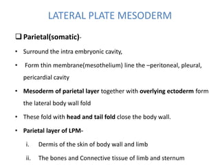 LATERAL PLATE MESODERM
Parietal(somatic)-
• Surround the intra embryonic cavity,
• Form thin membrane(mesothelium) line the –peritoneal, pleural,
pericardial cavity
• Mesoderm of parietal layer together with overlying ectoderm form
the lateral body wall fold
• These fold with head and tail fold close the body wall.
• Parietal layer of LPM-
i. Dermis of the skin of body wall and limb
ii. The bones and Connective tissue of limb and sternum
 