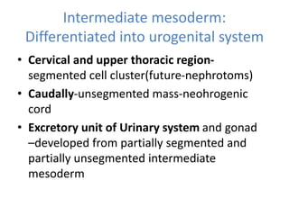 Intermediate mesoderm:
Differentiated into urogenital system
• Cervical and upper thoracic region-
segmented cell cluster(future-nephrotoms)
• Caudally-unsegmented mass-neohrogenic
cord
• Excretory unit of Urinary system and gonad
–developed from partially segmented and
partially unsegmented intermediate
mesoderm
 