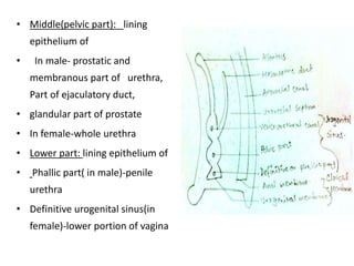 • Middle(pelvic part): lining
epithelium of
• In male- prostatic and
membranous part of urethra,
Part of ejaculatory duct,
• glandular part of prostate
• In female-whole urethra
• Lower part: lining epithelium of
• Phallic part( in male)-penile
urethra
• Definitive urogenital sinus(in
female)-lower portion of vagina
 
