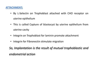 ATTACHMENT:
• By L-Selectin on Trophoblast attached with CHO receptor on
uterine epithelium
• This is called Capture of blastocyst by uterine epithelium from
uterine cavity
• Integrin on Trophoblast for laminin promote attachment
• Integrin for Fibronectin stimulate migration
So, Implantation is the result of mutual trophoblastic and
endometrial action
 