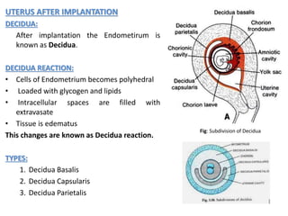 UTERUS AFTER IMPLANTATION
DECIDUA:
After implantation the Endometirum is
known as Decidua.
DECIDUA REACTION:
• Cells of Endometrium becomes polyhedral
• Loaded with glycogen and lipids
• Intracellular spaces are filled with
extravasate
• Tissue is edematus
This changes are known as Decidua reaction.
TYPES:
1. Decidua Basalis
2. Decidua Capsularis
3. Decidua Parietalis
Fig: Subdivision of Decidua
 