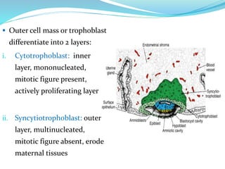  Outer cell mass or trophoblast
differentiate into 2 layers:
i. Cytotrophoblast: inner
layer, mononucleated,
mitotic figure present,
actively proliferating layer
ii. Syncytiotrophoblast: outer
layer, multinucleated,
mitotic figure absent, erode
maternal tissues
 