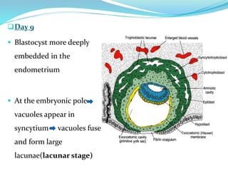 Day 9
 Blastocyst more deeply
embedded in the
endometrium
 At the embryonic pole
vacuoles appear in
syncytium vacuoles fuse
and form large
lacunae(lacunar stage)
 