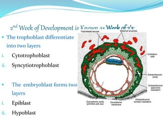 2nd Week of Development is Known as Week of 2’s:
 The trophoblast differentiate
into two layers
i. Cytotrophoblast
ii. Syncytiotrophoblast
 The embryoblast forms two
layers
i. Epiblast
ii. Hypoblast
 