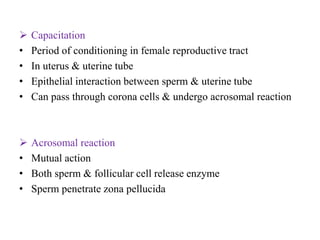  Capacitation
• Period of conditioning in female reproductive tract
• In uterus & uterine tube
• Epithelial interaction between sperm & uterine tube
• Can pass through corona cells & undergo acrosomal reaction
 Acrosomal reaction
• Mutual action
• Both sperm & follicular cell release enzyme
• Sperm penetrate zona pellucida
 
