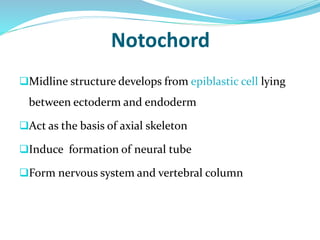 Notochord
Midline structure develops from epiblastic cell lying
between ectoderm and endoderm
Act as the basis of axial skeleton
Induce formation of neural tube
Form nervous system and vertebral column
 