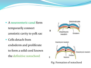  A neuroenteric canal form
temporarily connect
amniotic cavity to yolk sac
 Cells detach from
endoderm and proliferate
to form a solid cord known
the definitive notochord
Fig: Formation of notochord
 