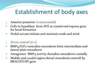 Establishment of body axes
1. Anterior posterior (craniocaudal)
 Cells in hypoblast form AVE at cranial end express gene
for head formation
 Nodal actvate initiate and maintain node and strek
1. Dorso ventral (d-v)
 BMP4,FGF2 ventralize mesoderm form intermediate and
lateral plate mesoderm
 Antagonize BMP4 activity dorsalize mesoderm cranially
 Middle and caudal region dorsal mesoderm controll by
BRACHYURY gene
 
