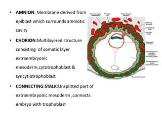 • AMNION: Membrane derived from
epiblast which surrounds amniotic
cavity
• CHORION:Multilayered structure
consisting of somatic layer
extraembryonic
mesoderm,cytotrophoblast &
syncytiotrophoblast
• CONNECTING STALK:Unsplitted part of
extraembryonic mesoderm ,connects
embryo with trophoblast
 