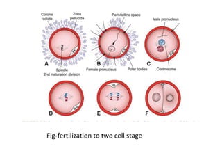 Fig-fertilization to two cell stage
 