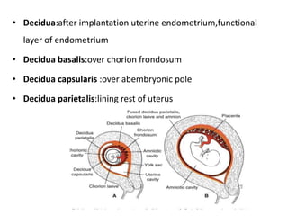 • Decidua:after implantation uterine endometrium,functional
layer of endometrium
• Decidua basalis:over chorion frondosum
• Decidua capsularis :over abembryonic pole
• Decidua parietalis:lining rest of uterus
 