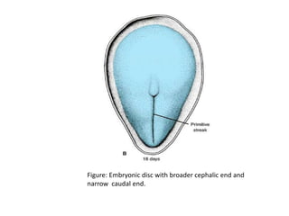 Figure: Embryonic disc with broader cephalic end and
narrow caudal end.
 
