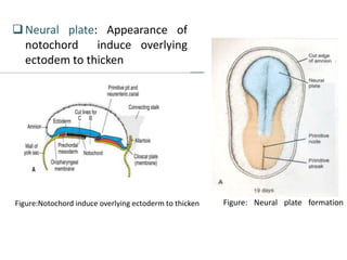 Figure:
Figure: Neural plate formation
Neural plate: Appearance of
notochord induce overlying
ectodem to thicken
Figure:Notochord induce overlying ectoderm to thicken
 