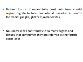 • Before closure of neural tube crest cells from cranial
region migrate to form craniofacial skeleton as neuron
for cranial ganglia, glial cells,melanocytes
• Neural crest cell contributes to so many organs and
tissues that sometimes they are referred as the fourth
germ layer
 