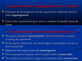 Embryonic Period/ Organogenesis (3rd to 8th weeks)


Formation & development of body organs from embryonic tissue is
called organogenesis



Each of the 3 germ layers gives rise to a number of specific tissues &
organs

Formation of the Neural tube (Neurulation)








The neuro-ectoderm (neural plate) is derived from the ectoderm
overlying the notochord.
By the end of third week the lateral edges of neural plate elevates to
form neural fold.
Depressed mid region forms the neural groove
The neural groove deepens and eventually forms a neural tube.
Two masses of ectoderm at edges of neural plate, form neural crest. 

 