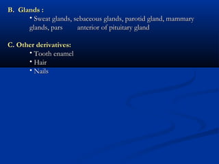 B. Glands :
• Sweat glands, sebaceous glands, parotid gland, mammary
glands, pars
anterior of pituitary gland
C. Other derivatives:
• Tooth enamel
• Hair
• Nails

 