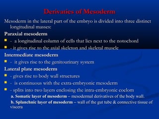Derivaties of Mesoderm
Mesoderm in the lateral part of the embryo is divided into three distinct
longitudinal masses:
Paraxial mesoderm
 -  a longitudinal column of cells that lies next to the notochord
 - it gives rise to the axial skeleton and skeletal muscle
Intermediate mesoderm
 -  it gives rise to the genitourinary system
Lateral plate mesoderm
 - gives rise to body wall structures
 -  is continuous with the extra-embryonic mesoderm
 - splits into two layers enclosing the intra-embryonic coelom
a. Somatic layer of mesoderm – mesodermal derivatives of the body wall.
b. Splanchnic layer of mesoderm – wall of the gut tube & connective tissue of
viscera

 