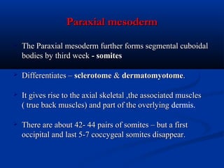 Paraxial mesoderm


The Paraxial mesoderm further forms segmental cuboidal
bodies by third week - somites



Differentiates – sclerotome & dermatomyotome.



It gives rise to the axial skeletal ,the associated muscles
( true back muscles) and part of the overlying dermis.



There are about 42- 44 pairs of somites – but a first
occipital and last 5-7 coccygeal somites disappear.

 