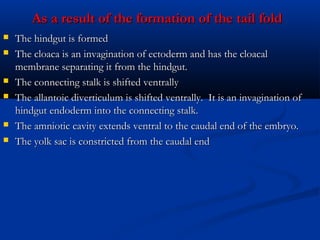 As a result of the formation of the tail fold









The hindgut is formed
The cloaca is an invagination of ectoderm and has the cloacal
membrane separating it from the hindgut.
The connecting stalk is shifted ventrally
The allantoic diverticulum is shifted ventrally.  It is an invagination of
hindgut endoderm into the connecting stalk.
The amniotic cavity extends ventral to the caudal end of the embryo.
The yolk sac is constricted from the caudal end

 