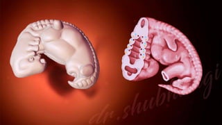 General embryology | PDF