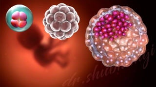 General embryology | PDF