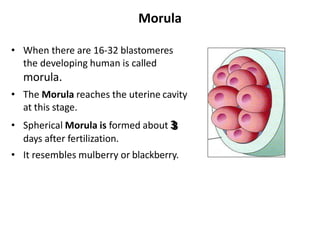 Morula Rbc General embryology for PGMW 2014.hgfffypptx | PPTX