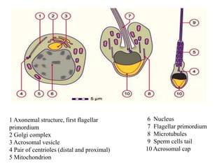 General embryology for students reading part I (2).pptx