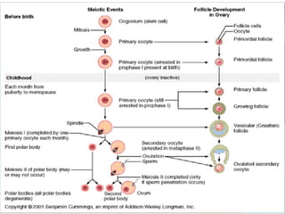 Embryoplogic Tree General embryology for students reading part I (2).pptx