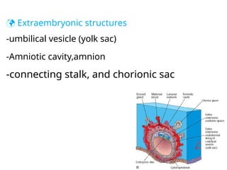 Embryonic Sack General embryology for students reading part I (2).pptx