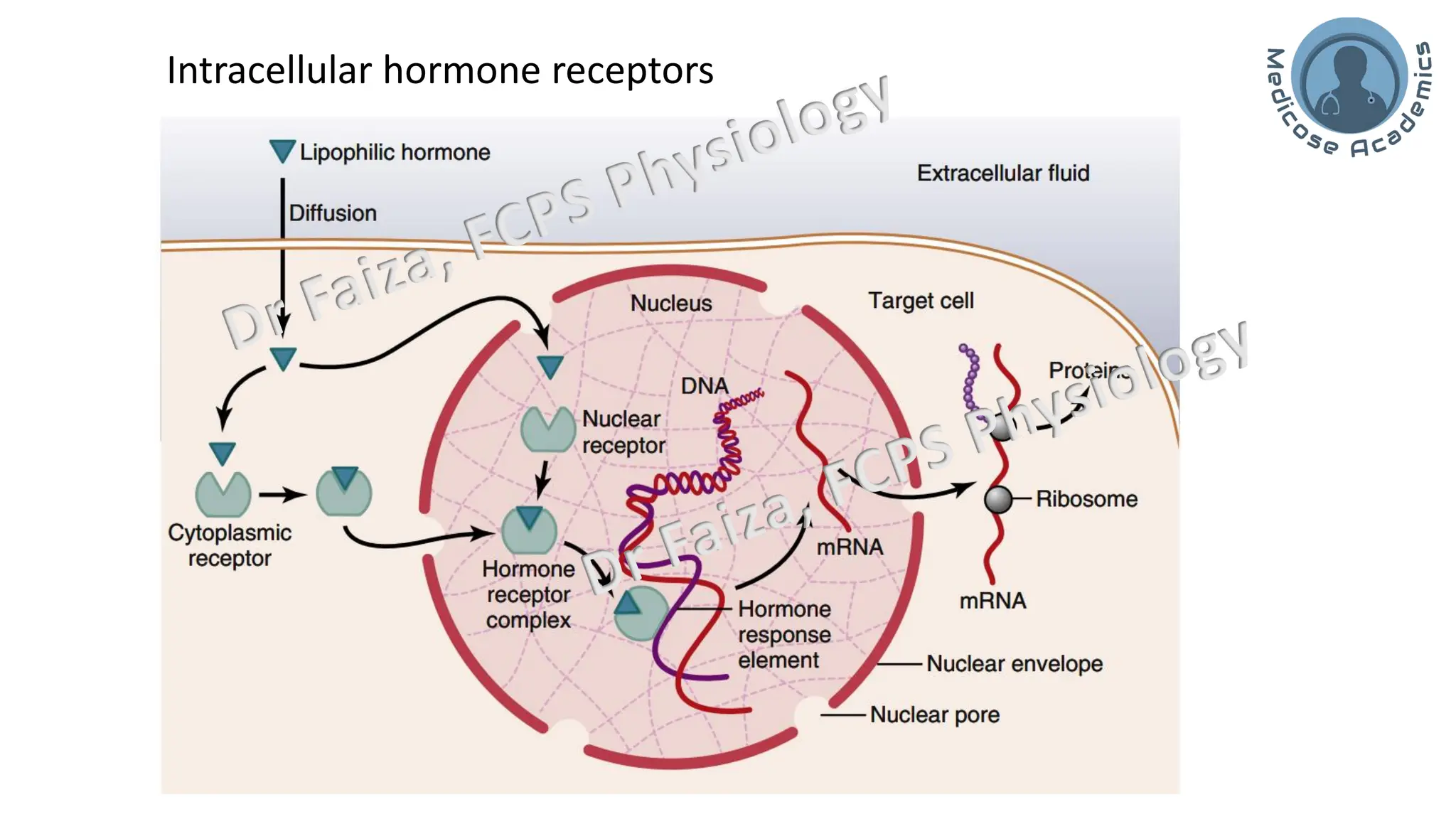 General Endocrinology and mechanism of action of hormones | PDF