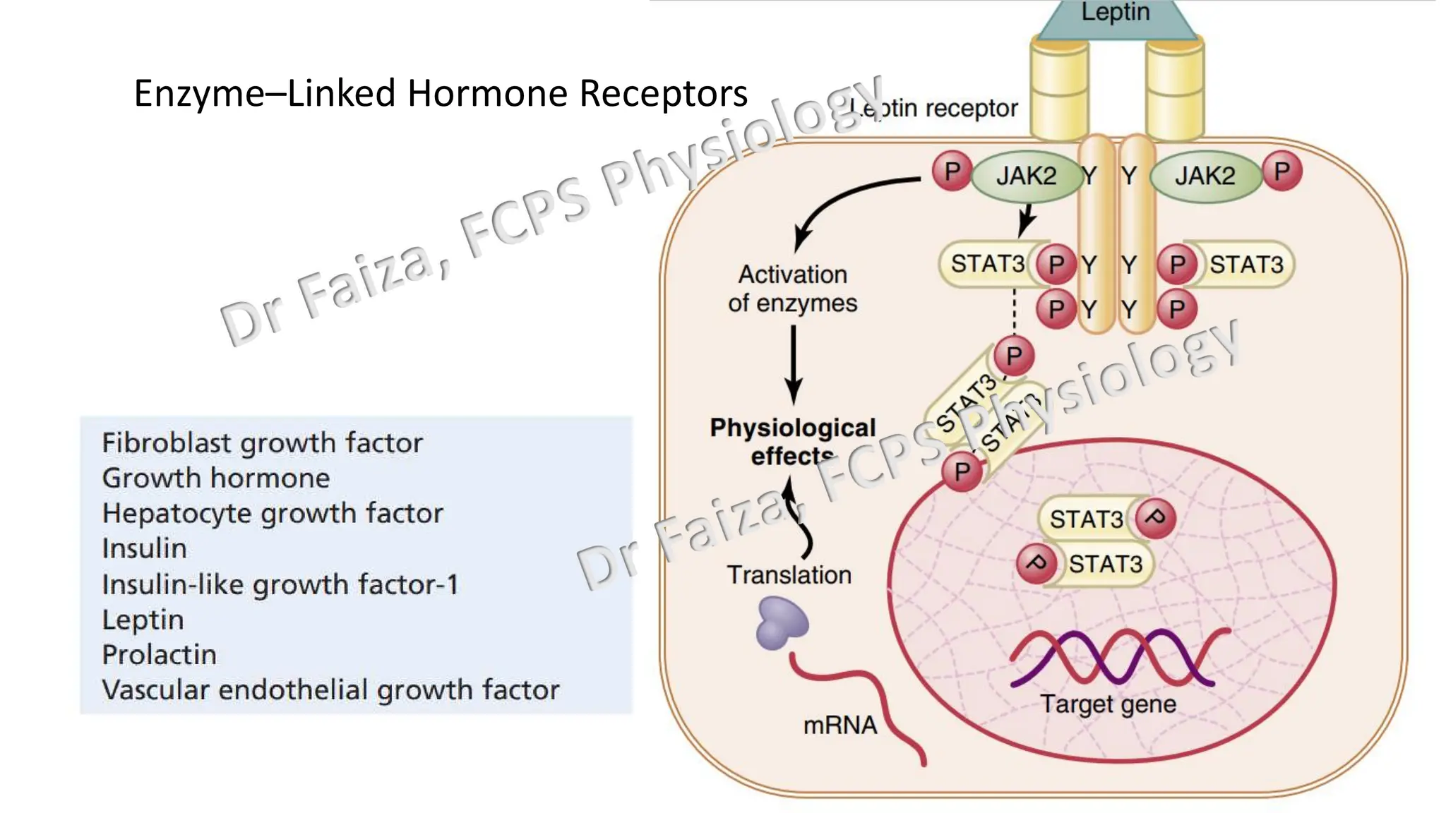 General Endocrinology and mechanism of action of hormones | PDF