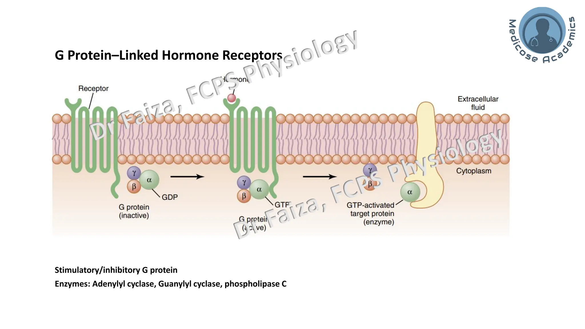 General Endocrinology and mechanism of action of hormones | PDF