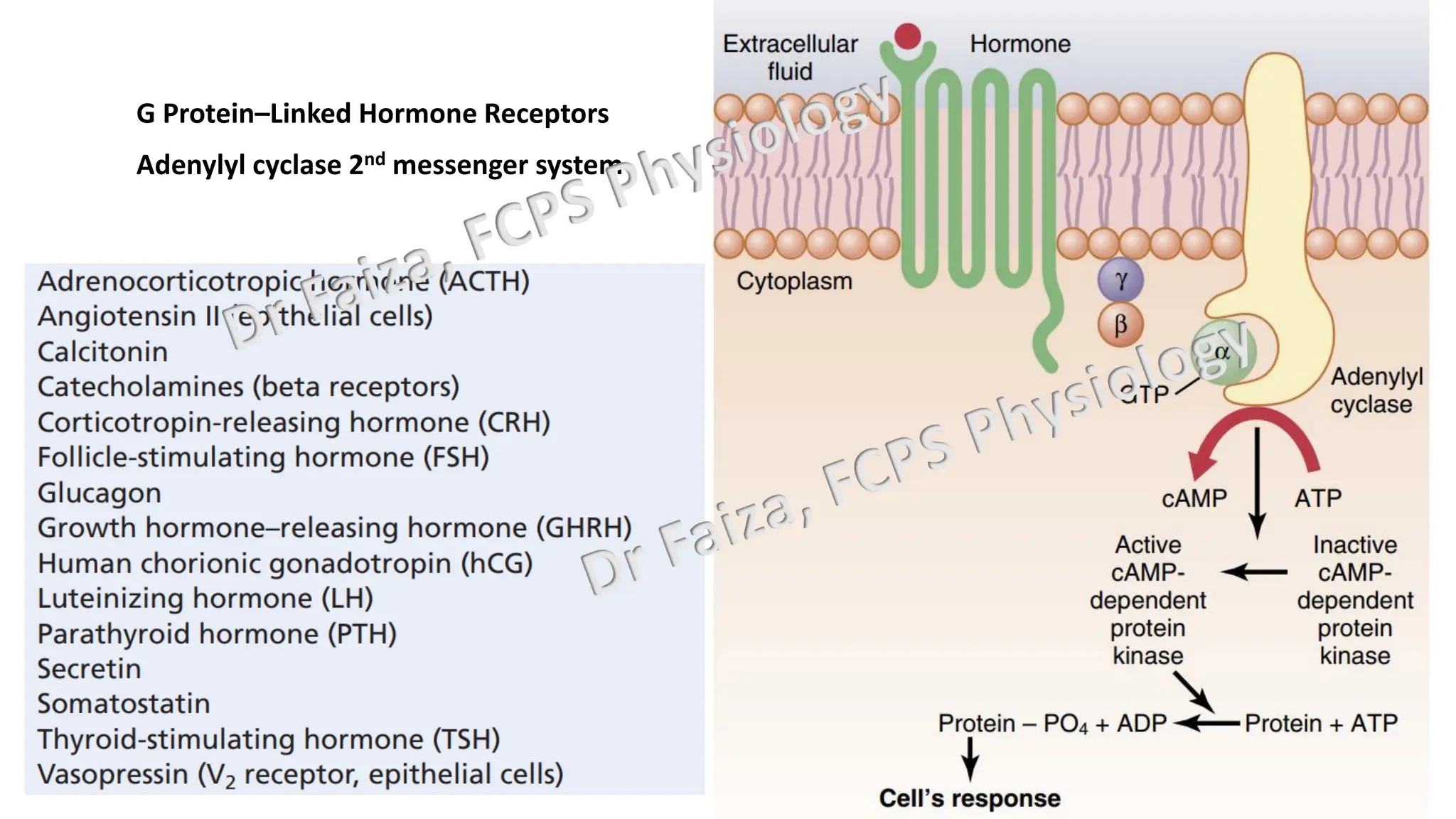 General Endocrinology and mechanism of action of hormones | PDF