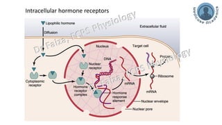 General Endocrinology and mechanism of action of hormones | PDF