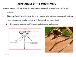 Stylet Insect General entomology edited New.pptx