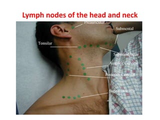 Lymph nodes of the head and neck
 