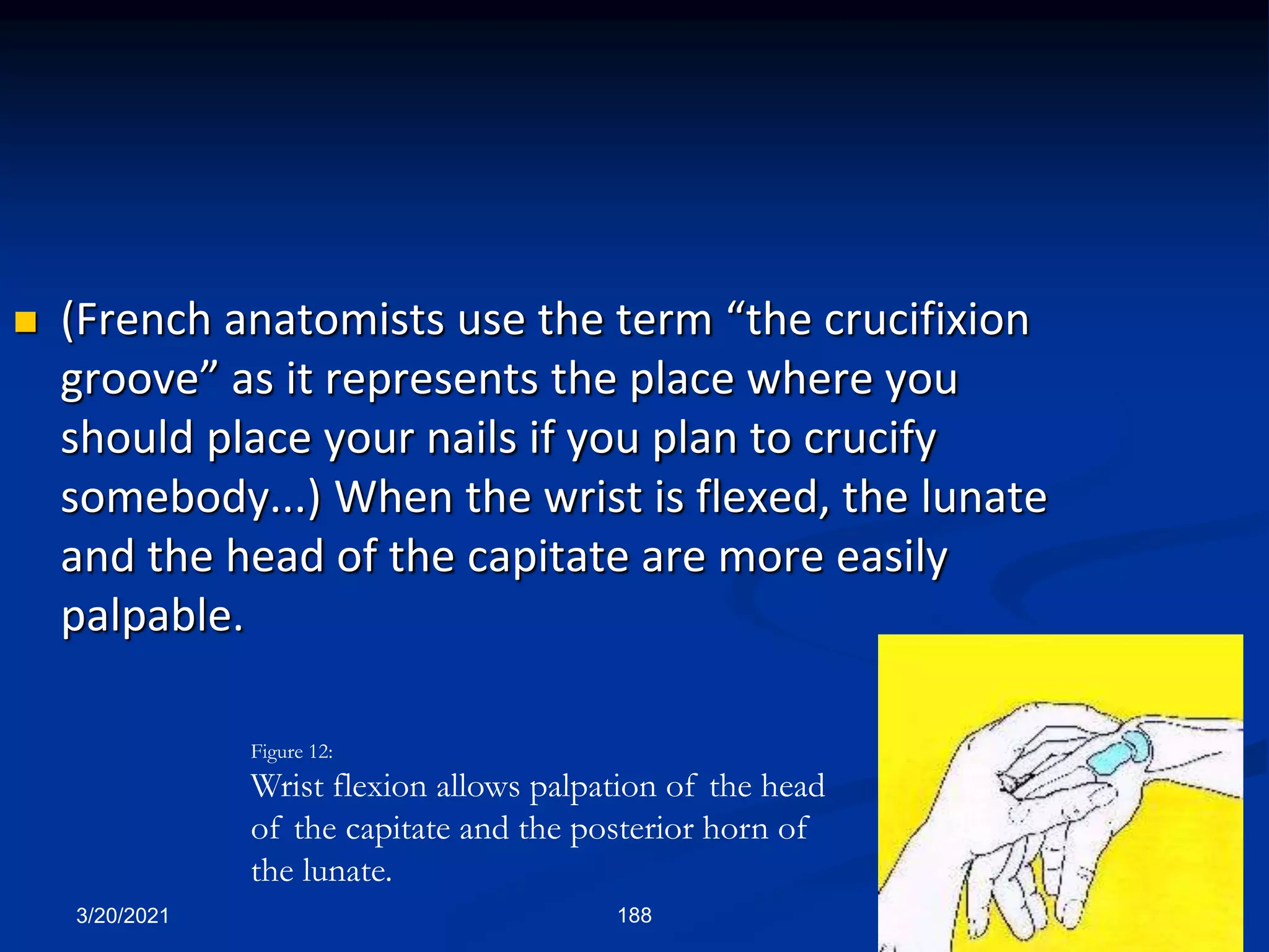  (French anatomists use the term “the crucifixion
groove” as it represents the place where you
should place your nails if you plan to crucify
somebody...) When the wrist is flexed, the lunate
and the head of the capitate are more easily
palpable.
3/20/2021 188
Figure 12:
Wrist flexion allows palpation of the head
of the capitate and the posterior horn of
the lunate.
 