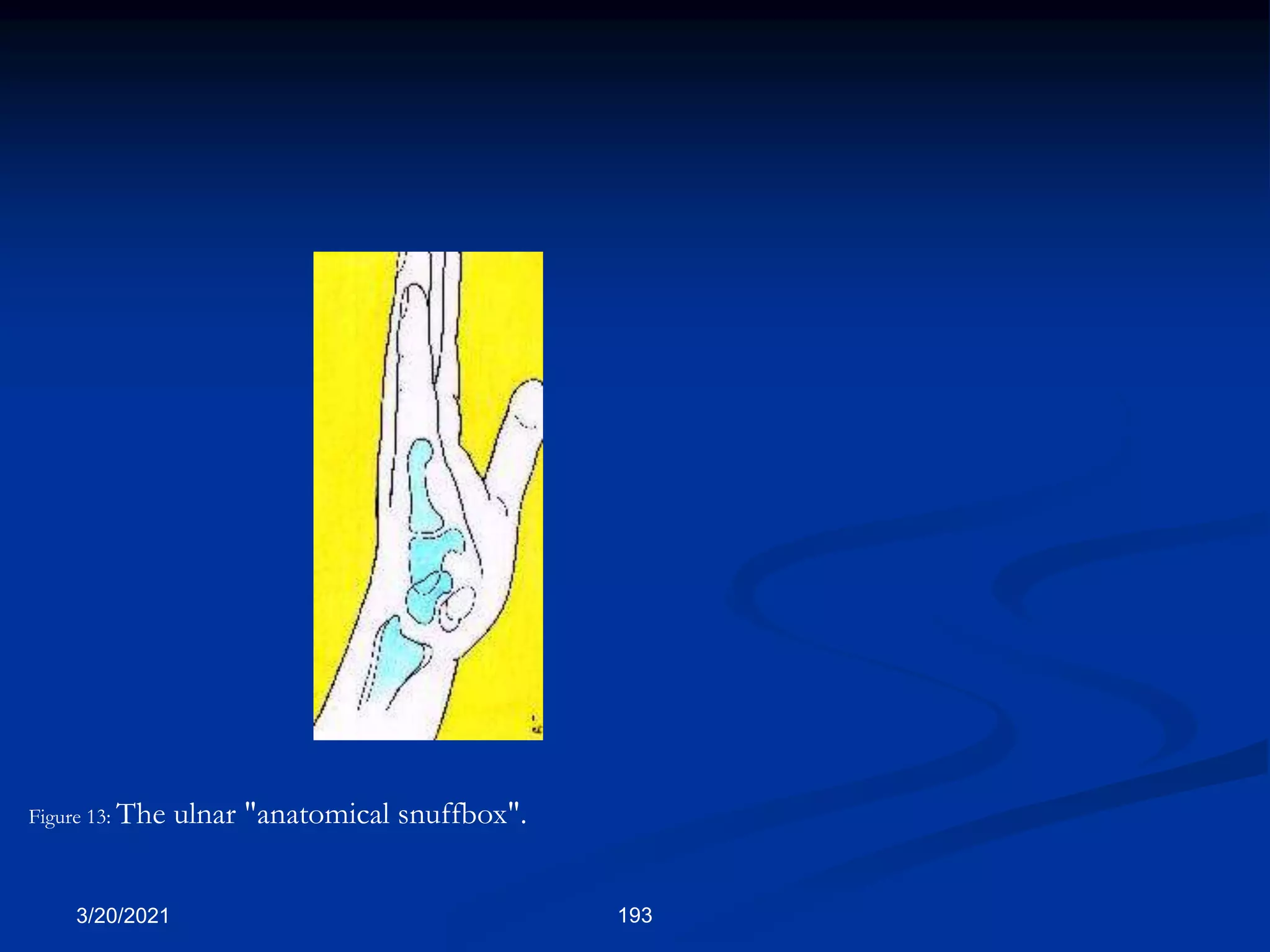 Figure 13: The ulnar "anatomical snuffbox".
3/20/2021 193
 