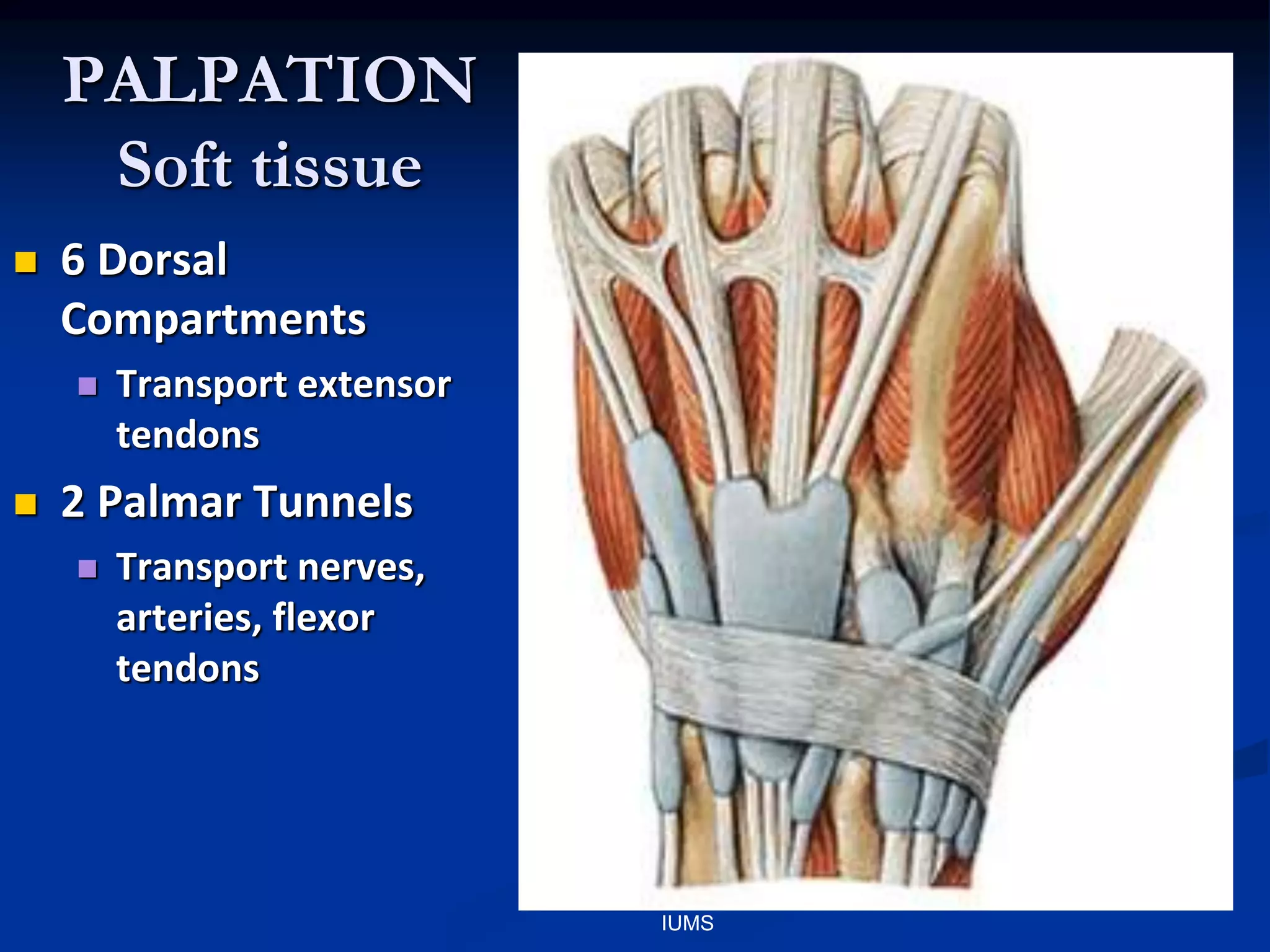 PALPATION
Soft tissue
 6 Dorsal
Compartments
 Transport extensor
tendons
 2 Palmar Tunnels
 Transport nerves,
arteries, flexor
tendons
IUMS
 